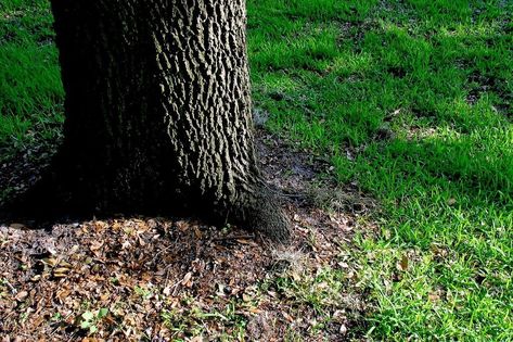 How To Grow Grass Under A Tree Growing Grass From Seed, Shade Tolerant Grass, Best Grass Seed, Grass Types, Plants Under Trees, Planting Grass, Shade Grass, Growing Grass, Lush Lawn