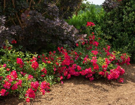 Red Drift Rose, Red Drift Roses Landscape, Drift Roses Landscape Ideas, Hillside Plants, New House Landscaping, Front Yard Garden Ideas, Drift Roses, Garden Of Delights, Ground Cover Roses