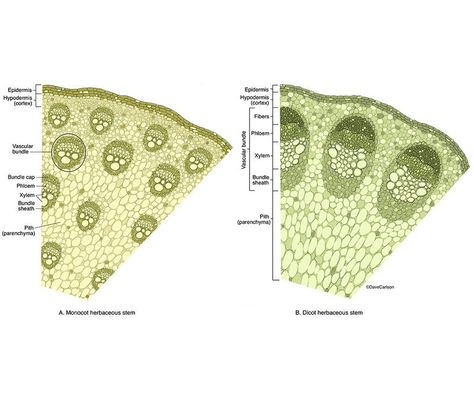 Photosynthesis Activities, Veterinary Anatomy, Biology Plants, General Biology, Plant Physiology, Wildlife Illustration, Biology Resources, Microscopic Photography, Study Biology