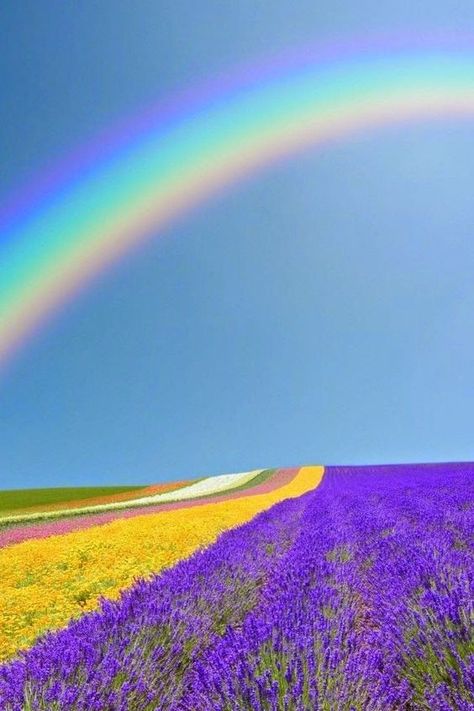 25 Incredible Places That Potray The Fairytale, Colorful World We Live In Pictures Of Spring Flowers, Rainbow Photography, Lavender Field, Beautiful Rainbow, Beautiful Sky, Photography Design, Flower Pictures, A Rainbow, Beautiful Photography