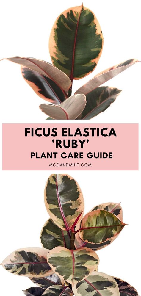 How to care for an indoor Ficus elastica Ruby rubber plant. Get the complete guide on how to keep the beautiful leaves pink, how much light, when to water, how to propagate, and more! modandmint.com Ruby Ficus, Ficus Tree Indoor, Rubber Plant Indoor, Rubber Plant Care, Rubber Tree Plant, Garden Tattoos, Fall Gardening, Plant Care Houseplant, Plants Ideas