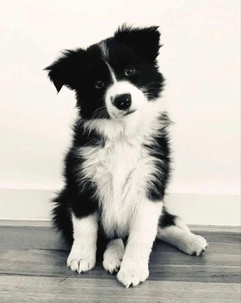 Blue Border Collie, Red Merle Border Collie, Best Farm Dogs, White Border Collie, Border Collie Puppies, Farm Dogs, Collie Puppies, Border Collie Dog, Pretty Dogs