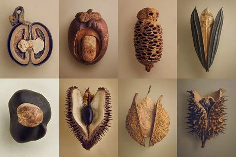 8 beautiful photographs of seeds and fruits | New Scientist Seed Pods Art, Seed Art, Weird Plants, New Scientist, Wonders Of Nature, Hidden Beauty, Fruit Seeds, Nature Collection, Nature Plants