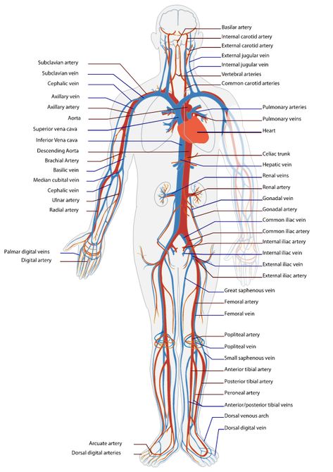 Human Circulatory System, Human Body Activities, Basic Anatomy, Nursing School Essential, Nurse Study, Nursing School Motivation, Medical School Life, Basic Anatomy And Physiology, Nurse Study Notes