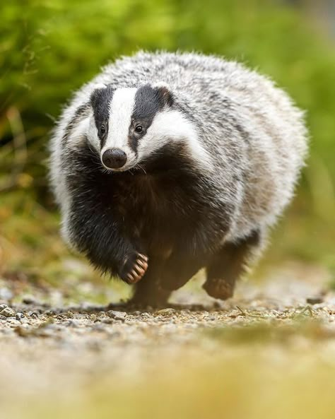 Badger Photography, European Badger, Animal Poses, Small Mammals, Wild Animals Pictures, Cool Animals, Animal Reference, Wild Creatures, Super Cute Animals