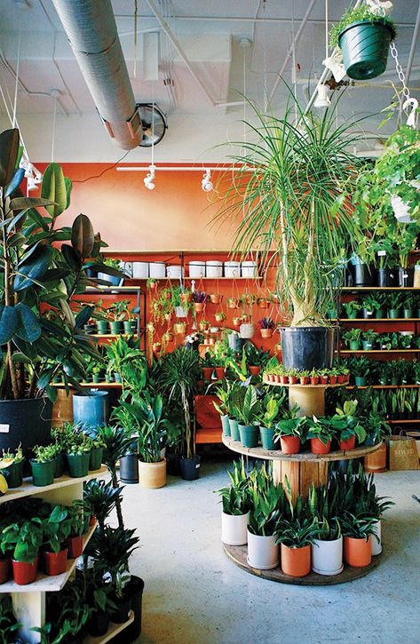 Flower And Plant Shop, Plant Nursery Coffee Shop, Plant Nursery Display Ideas, Plant Shop Display Ideas, Plant Market Display, Plant Displays Retail, Plant Shop Shelves, Unique Plant Display Ideas, Small Plant Store Ideas