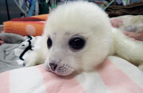 Silly Seal, Harp Seal, Cute Seals, Seal Pup, Baby Seal, A Seal, Silly Animals, Baby Pics, Little Animals