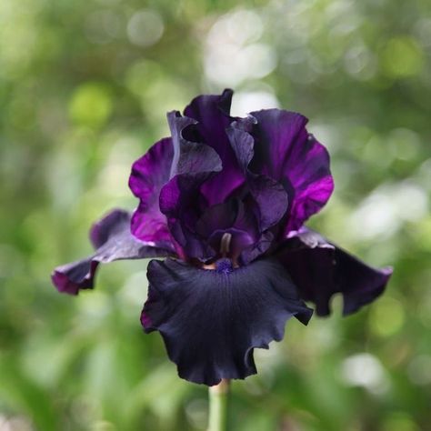 Geranium Phaeum, Iris Varieties, Goth Garden, Gothic Garden, Blue And Purple Flowers, Iris Garden, Purple Garden, Garden Porch, Bearded Iris