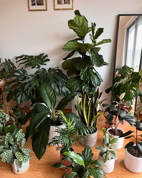 My plants are usually spread out all over my house, whenever I have them clustered (usually to drip dry after watering) I have to take a snap! Who else turns into the paparazzi whenever their plants are together 🌿🌵🍃🎍🪻🪴🎋 . . . . #plantcollection #plantpeople #plantsmakepeoplehappy #dogsandplants #plants #photodunp #begonia #peperomia #pilea #plantcollections #plantclub House Plants Bedroom, Plant House Aesthetic, House Plant Aesthetic, House Full Of Plants, Water House Plants, Indore Plants, Plant Corner, Plants Aesthetic, Watering Plants