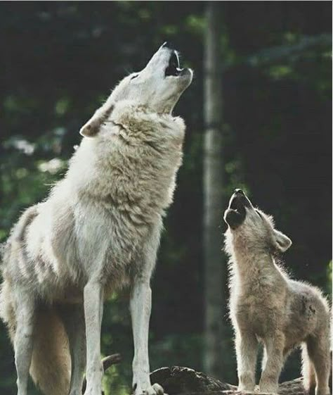 Baby Wolves, Arctic Wolf, Wolf Pup, Baby Wolf, Wolf Photos, Wolf Spirit Animal, Wolf Love, Wild Wolf, Wolf Pictures