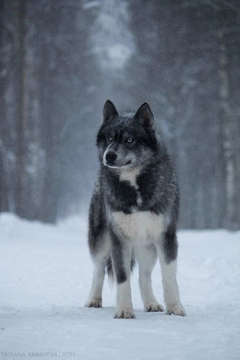 Siberian Husky Photography, Siberian Women, Serbian Husky, Agouti Siberian Husky, Wolf Facts, Black Siberian Husky, Agouti Husky, Fluffy Husky, Husky Black