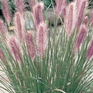 Graminées de petite taille - Vente plantes graminées et vivaces | Leaderplant - vente de Graminées & Plantes Vivaces | Leaderplant Pennisetum Alopecuroides, Red Grass, Fountain Grass, Patio Pots, Grasses Garden, Terracotta Planter, Plant Spacing, Grass Seed, Red Head