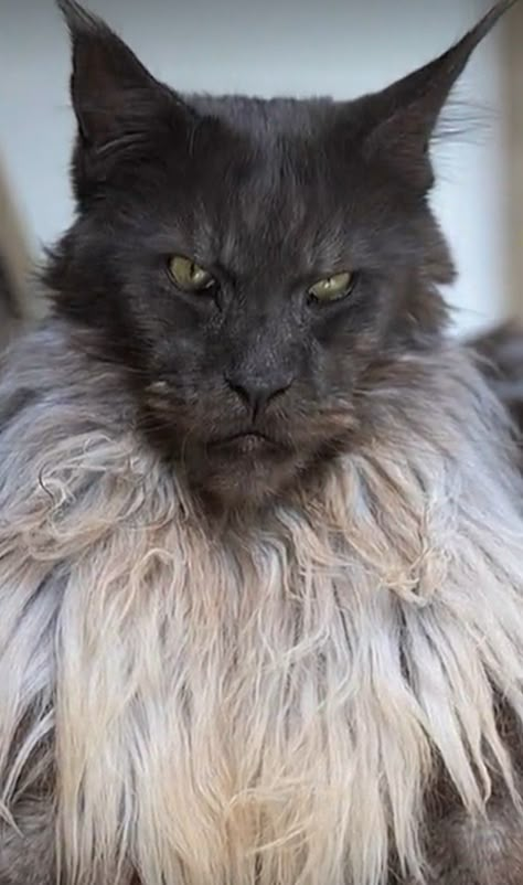 Black Mainecoon Cat, Mancoon Cats, Maine Cooney Cats, Ragdoll Cat Breed, Gatos Cool, Rare Cats, Exotic Cats, Gorgeous Cats, Unique Cats