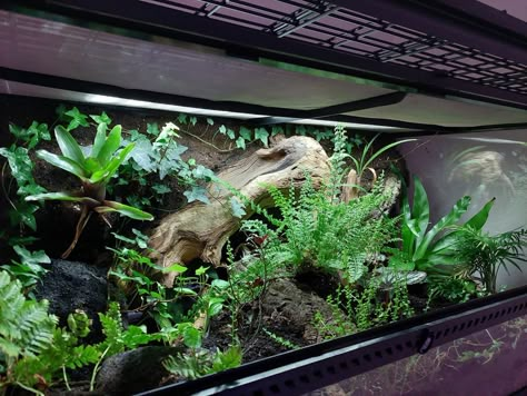 Bioactive Enclosure, Bioactive Snake Enclosure, Themed Snake Enclosure, Garter Snake Terrarium, Terrarium Stand Reptile, Gothic Reptile Enclosure, Bioactive Vivarium, Crocodile Skink Vivarium, Diy Reptile