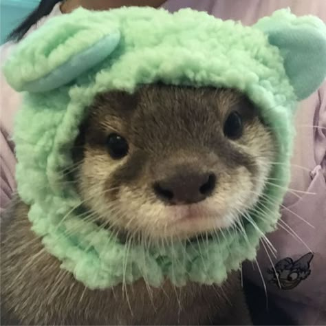 Otters In Hats, Otter Pfp, Cute Otters, Otters Cute, Cute Ferrets, Baby Otters, The Bunker, Sea Otters, Super Cute Animals