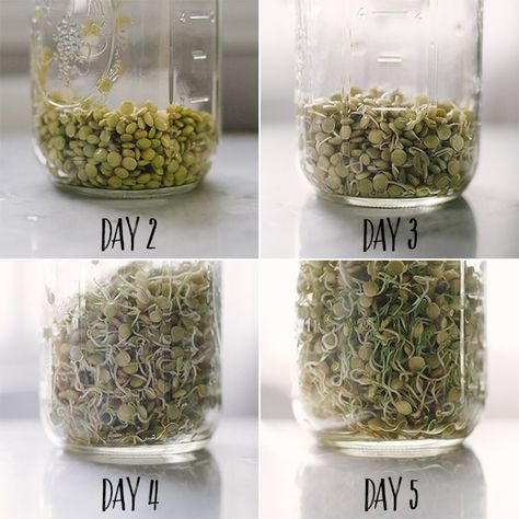 Sprouted lentils are crunch, refreshing, and super nutritious. It's so easy to make your own in a jar! You need just a few simple tools, and a little bit of time. Click for my easy step by step tutorial to learn how to make sprouted lentils at home. #howto #sprouted #lentils #vegan #tutorial #recipe How To Sprout Lentils, Sprouted Lentils, Microgreens Garden, Lentils Vegan, Growing Sprouts, Dried Lentils, Micro Greens, Growing Microgreens, نباتات منزلية