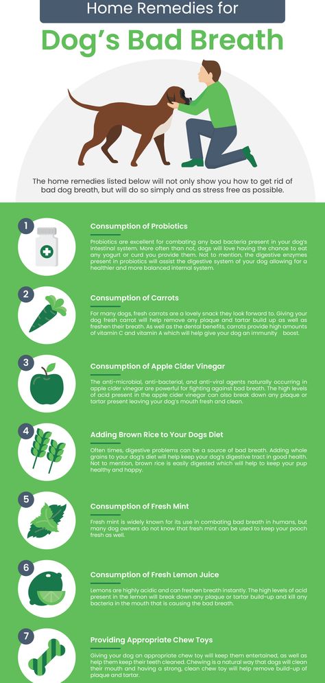 Dog Bad Breath Remedy, Dog Breath Remedy, Bad Dog Breath, Bad Breath Remedy, Dog Remedies, Dog Breath, Dog Health Tips, Dog Facts, Bad Dog