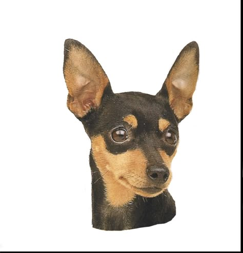 Miniature Pincher, Mini Pinscher, Tips For Dogs, Min Pins, Animal Advocacy, Mini Dogs, Miniature Pinscher, Purebred Dogs, Dog Info