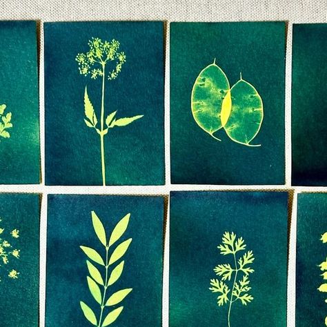 Victoria Glover on Instagram: "My mini green cyanotype print collection is still growing!   I’ve been quiet here as I’ve been working on some exciting things behind the scenes. I have a stand at RHS Tatton Flower Show next month which is huge for me as I’ve never done a show or a fair before so the nerves are high but the excitement is too! I can’t wait to share what I’ve got planned for my space and fingers crossed it all comes together in time 🤞😆🤞 . . . . . . . . . . #cyanotype #cyanotypeprint #greencyanotype #handprinted #inspiredbynature #botanicalprint #botanicalprinting" Green Cyanotype, Cyanotype Print, Kiss Day, Fingers Crossed, Crossed Fingers, Flower Show, A Stand, Botanical Prints, Green Colors