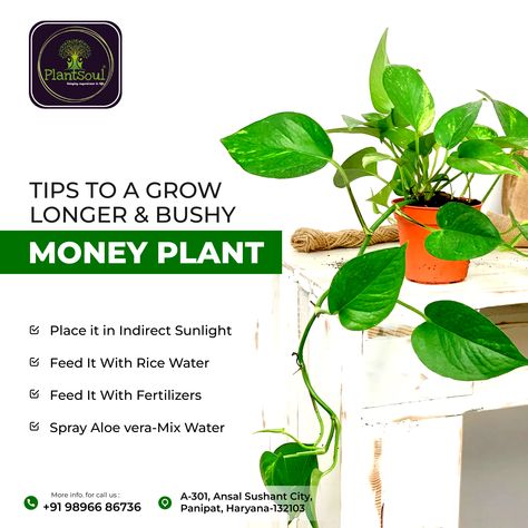 #plantsoul #organic #gardening #nursery #horticulture #agriculture #organicfarming #compost #plants #kitchengardening #gardening #fertilizer #nutrients #organicmanure #quality #fertility #soil #garden Money Plant Growing Hacks, How To Grow Money Plant, Indoor Money Plant Decor Ideas, Money Plant Decor Ideas, Money Plant Decor Indian, Money Plant Indoor, Money Plant Care, Dollar Store Home Decor, Lucky Bamboo Plants