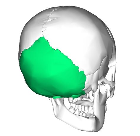 Occipital Bone Anatomy, Occipital Bone, Body Bones, Body Posture, Pose Reference Photo, Occupational Therapy, Pose Reference, Anatomy, Bones