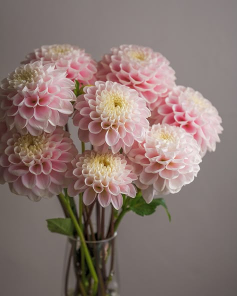 Dalia Flower, Dahlia Bouquet, Dahlias Garden, Dahlia Flowers, Boquette Flowers, Cut Flower Garden, Flower Therapy, Beautiful Bouquet Of Flowers, Dahlia Flower