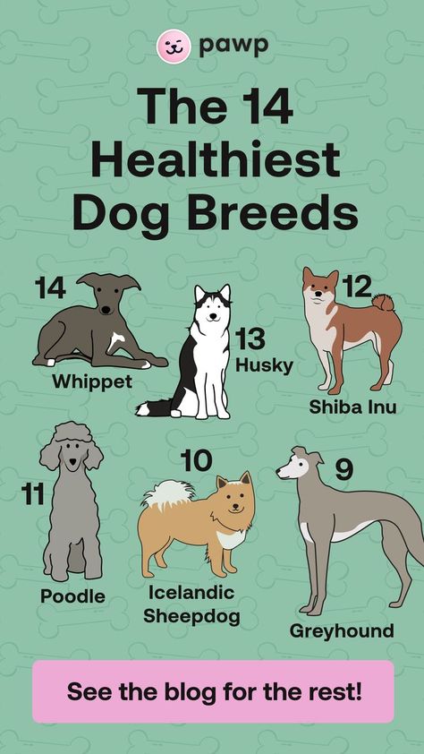 Dog Breeds Chart, Healthiest Dog Breeds, Best Dog Training, Dog Things, Dog Facts, Dog Projects, Dog Info, Pet Ideas, Poodle Dog