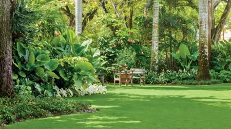 The Lawn | Take a surprising journey though this lush private garden tucked into the corner of Coral Gables, Florida. Layer Garden, Private Garden Design, Tropical Backyard Landscaping, Parterre Garden, Tropical Landscape Design, Tropical Garden Ideas, Florida Garden, Garden Tropical, Norfolk Island