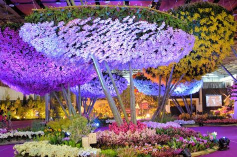 Taiwan Orchid Exhibition | ... : Gazillions of Orchids at the Taiwan International Orchid Show Oncidium Orchids, Floating Islands, Orchid Show, Flowers Arrangements, Festival Design, Nature Travel, Bird Bath, Botanical Gardens, Beautiful Landscapes