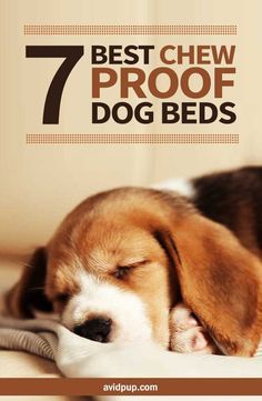 Wooden Dog Bed Diy, Dog Bed Pink, Chew Proof Dog Bed, Dog Life Hacks, Durable Dog Bed, Indestructable Dog Bed, Dog Crate Pads, Labrador Puppies, Maggie Mae