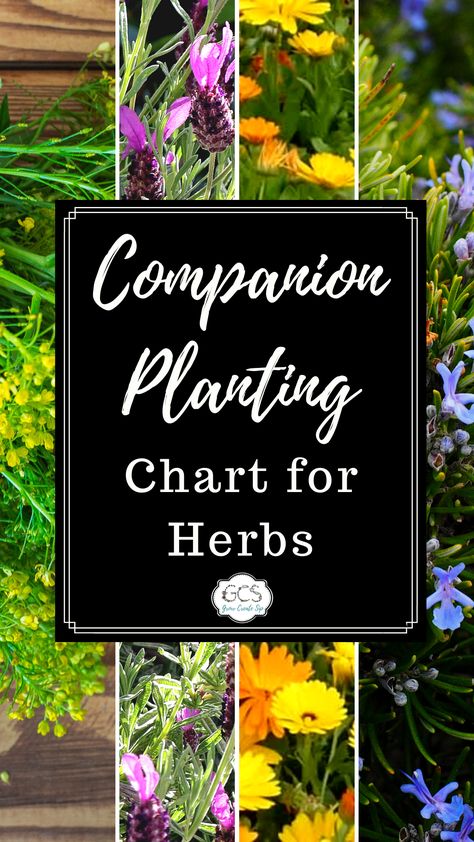 Companion Planting Chart for Herbs Herb Pairing Chart, Herb Garden Companion Planting, Compatible Herbs Companion Planting, Companion Planting Herbs And Vegetables, Chive Companion Planting, Lemon Balm Companion Planting, Parsley Companion Plants, Herb Companion Planting Chart, Herb Planting Guide