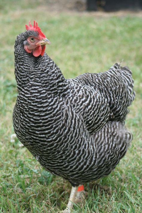 Click this image to show the full-size version. Backyard Chicken Run, White Chicken Breeds, Chicken Backyard, Easter Egger Chicken, Plymouth Rock Chicken, Black And White Chickens, Chickens Backyard Breeds, Poultry Breeds, Barred Rock