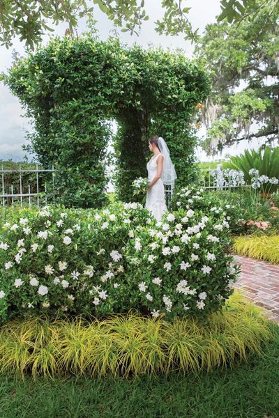 Fall In Love Again And Again With Jubilation™️ Gardenia. A garden should be a feast for the senses, as Linda Vater can attest. Here, she gives you many reasons to say "I Do" to Jubilation Gardenia. It will add fragrance as well as beauty to your landscape Gardenia Shrub Landscaping, Jubilation Gardenia, Gardenia Landscaping, Gardenia Shrub, Hydrangea Landscaping, Yard Inspiration, Southern Living Plants, Fall In Love Again, Courtyard Gardens