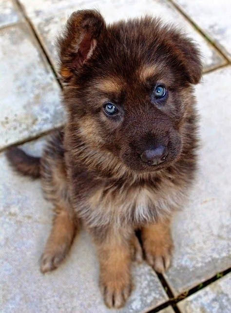 It’s awesome that mutts are finally getting so popular. Hybrid Dogs, Mixed Breed Dogs, Shepherd Puppies, Cane Corso, German Shepherd Puppies, Siberian Husky, Shiba Inu, Doberman, Beautiful Dogs