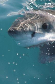 Great White Shark Top 10 Facts, Shark Cage Diving, Shark Cage, Shark Photos, Shark Pictures, Shark Bait, Shark Diving, Power Of Social Media, White Sharks