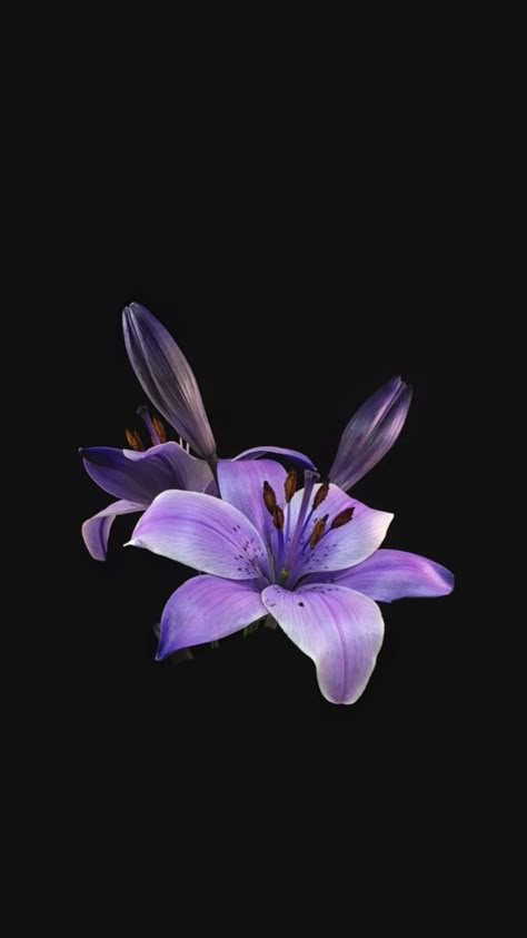 Wallpaper Backgrounds Aesthetic Vintage Dark Purple, Flower Lockscreen, Flowers Black Background, Lily Wallpaper, Dark Purple Flowers, Flower Background Iphone, Dark Purple Wallpaper, Blue Flower Wallpaper, Purple Flowers Wallpaper