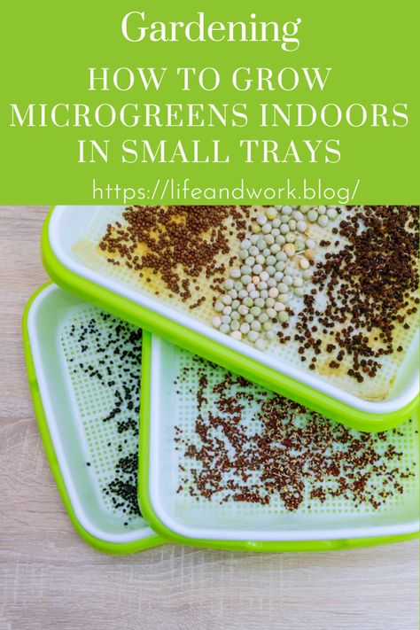 Garden And Yard - How to Grow Microgreens Indoors in Small Trays How To Grow Watercress Indoors, How To Grow Microgreens Indoors, How To Grow Broccoli Microgreens, Grow Microgreens Indoors, Growing Microgreens Indoors, How To Grow Microgreens At Home, Micro Greens Growing Indoors, Microgreens Growing Indoor, Indoor Salad Garden