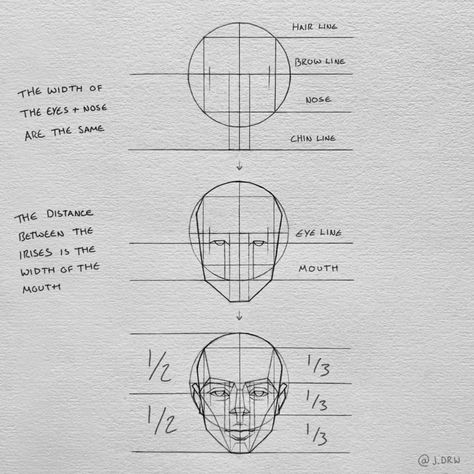 𝑱𝑨𝑪𝑲’s Instagram profile post: “The basic proportions of the face:) I hope it makes sense aha 😬 • See bio for a FREE trial of Skillshare Premium! #arts_help #anatomy #face…” Face Proportions Drawing, Head Proportions, Portrait Drawing Tips, Drawing Proportions, Face Proportions, Head Anatomy, Face Anatomy, Drawing Tutorial Face, Human Anatomy Drawing