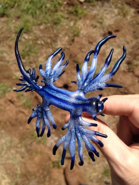 Blue Dragon, otherwise known as Glaucus Atlanticus Sea Slug Tattoo, Blue Dragon Sea Slug, Dragon Sea Slug, Slug Tattoo, Blue Glaucus, Blue Sea Slug, Sea Bunnies, Glaucus Atlanticus, Bat Eared Fox