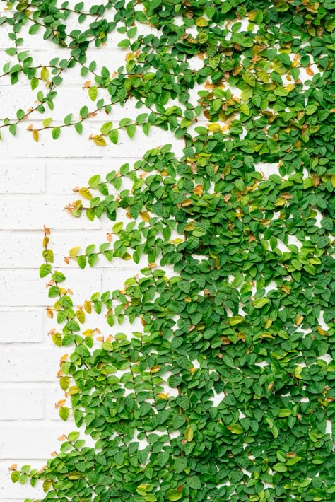 Creeping Ivy Wall, Outdoor Trellis Ideas, Wall Climbing Plants, Creepers Plants, Ficus Pumila, Garden Arch Trellis, Evergreen Vines, Wall Climbing, Eden Garden