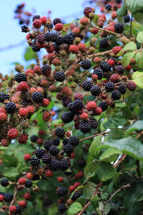 Blackberry Tree, Vegetables Pictures, Buah Dan Sayur, Blackberry Farm, Brambly Hedge, Mulberry Tree, Fruit Trees, Blackberry, My Garden