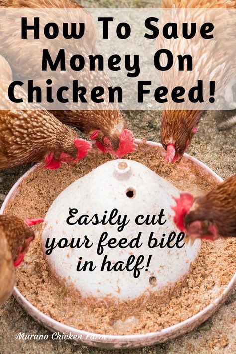 Chickens around feeder eating Chicken Feed Storage, Chicken Feed Diy, Chickens Backyard Breeds, Chicken Pets, Food For Chickens, Layer Feed, Cute Chicken Coops, Chicken Coop Garden, Backyard Chicken Coop Plans