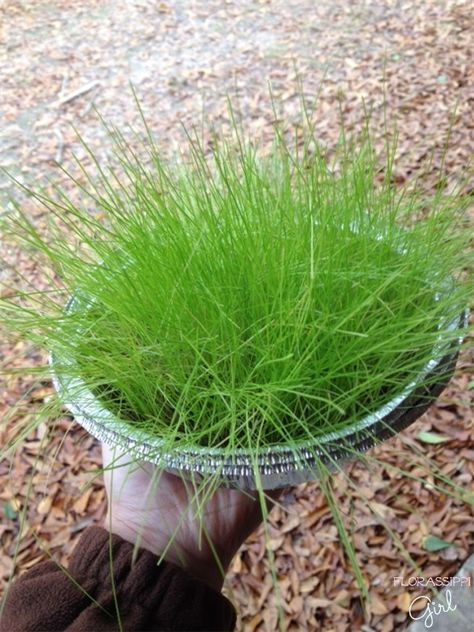 Growing Grass Inside for Small Flock Winter Treat Feeding - How to grow grass for your critters during Winter months - inside, with just a small container and even less effort! by Florassippi Girl Grass For Chickens, Protein For Chickens, Flock Block, Food For Chickens, Black Oil Sunflower, Chicken Pecking, Black Oil Sunflower Seeds, Growing Grass, Urban Chickens