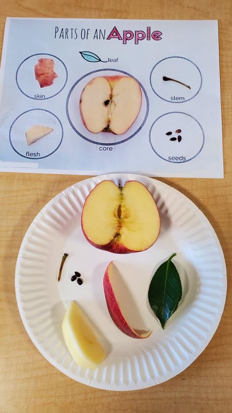 Apples Science Experiment, A For Apple Activity, Apples Stem Activities, Apple Theme Activities Prek, Preschool Activities Apples, A Is For Apple Activities, Science Apple Activities Preschool, Apple Parts Craft, Fun Apple Activities