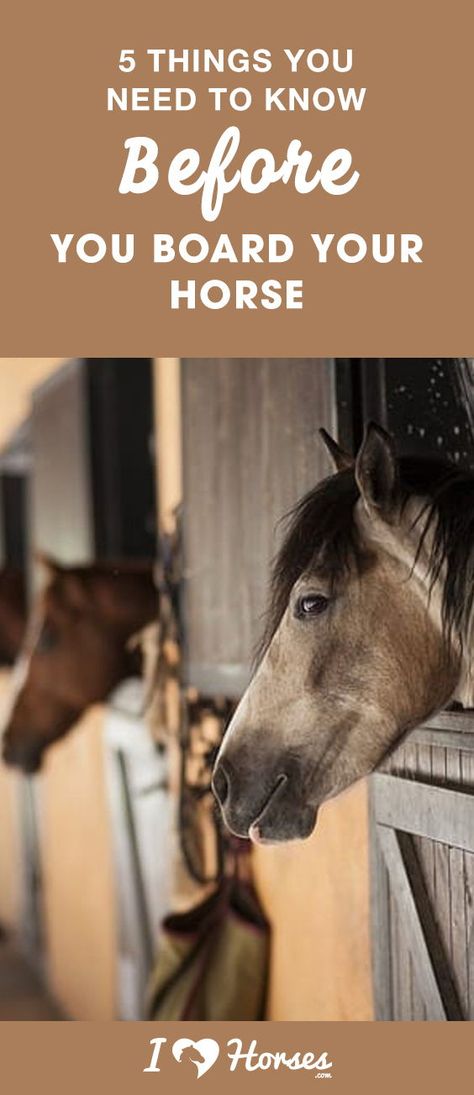 When you don't have the luxury of having a barn in your yard and don't live on several acres of perfect pasture, horse boarding is a great option. Boarding facilities will provide somewhere for your horse to live, but it's important to remember that not all boarding barns are the same. Click here before you decide on a place to board your horse. #horses #horseboarding #boardingbarn #barn #horsetips #horseowner #horsefacts #horsecare Horse Grooming Supplies, Horse Riding Arena, Horse Riding Videos, Dressage Exercises, Horse Training Exercises, Horseback Riding Tips, Horseback Riding Lessons, Riding Arena, Horse Movies