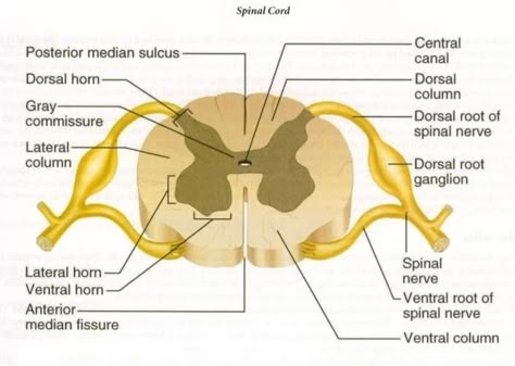 Histological organization of spinal cord, Relation between spinal and vertebral segments | Science online Med School Notes, Muscles In The Back, Spinal Cord Anatomy, Human Anatomy Chart, Dorsal Root Ganglion, Muscle Diagram, Rectus Abdominis Muscle, Abdominal Aorta, Human Spine