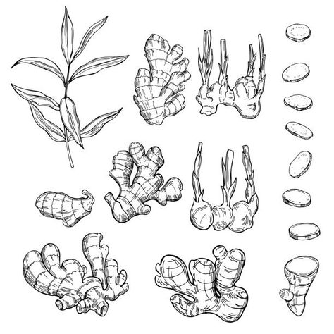 Ginger Root Drawing, Ginger Tattoo Ideas, Ginger Plant Tattoo, Ginger Root Tattoo, Plant Flash Tattoo, Spice Tattoo, Ginger Plant Flower, Root Tattoo, Ginger Tattoo