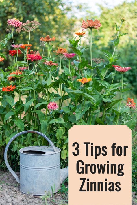 I am a huge fan of zinnias! Why? Because they are easy to grow, have an incredible vase life, require little work, are STUNNING with their ruffled petals, and are the foundation of our flower farm summer market bouquets. Over the years I’ve tried growing many different varieties of zinnias and today I’m sharing my top three favorite seed varieties and also giving you my top tips for growing the best zinnias! You don't want to miss out on these great flower garden tips! Growing Zinnias, Market Bouquets, Zinnia Bouquet, Flower Garden Tips, Zinnia Garden, Summer Market, First Garden, Flower Farming, Flowers Growing