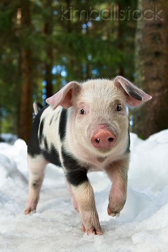 Walking In Snow, Potbelly Pigs, Funny Animals Videos, Pet Pig, Pig Ears, Cute Piglets, Pet Pigs, Painting Reference