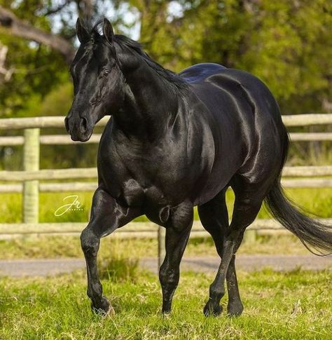 Black Barrel Horse, Quarter Horse Black, Black Quarter Horse, Prettiest Horses, Beautiful Horses Wild, Standardbred Horse, Aqha Horses, Quarter Horse Stallion, Horse Riding Aesthetic